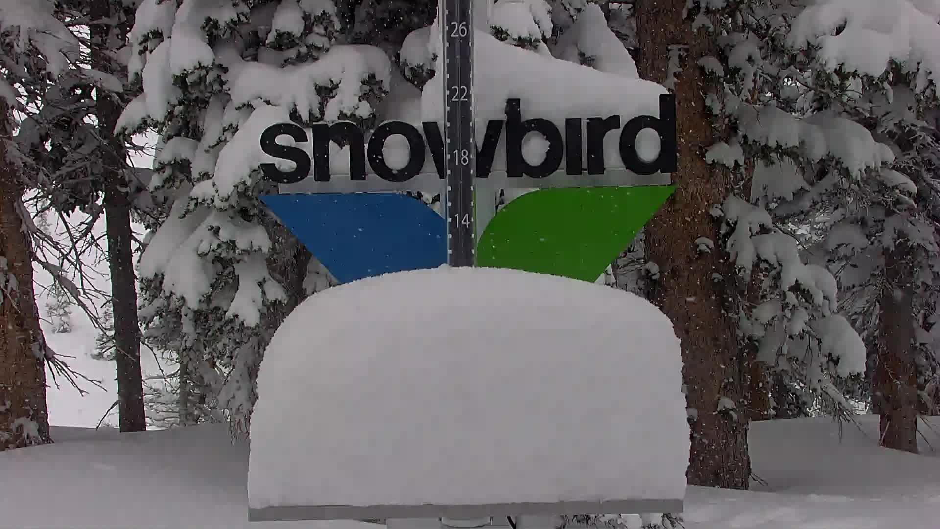 Snowbird snow stake, measured 14.0 inches