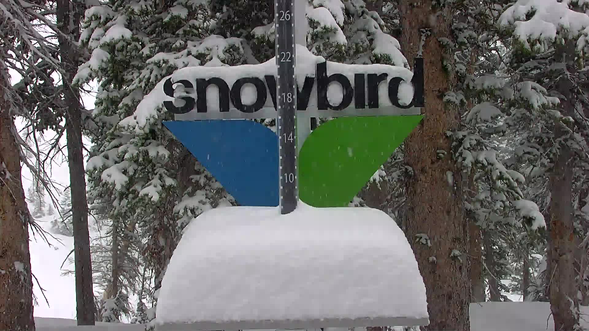 Snowbird snow stake, measured 8.0 inches
